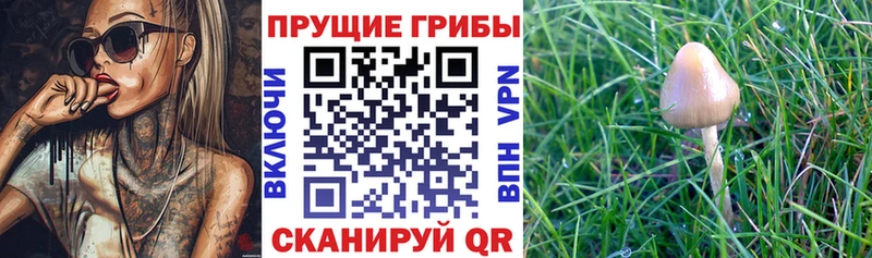 Галлюциногенные грибы прущие грибы  купить  цена  Дорогобуж 